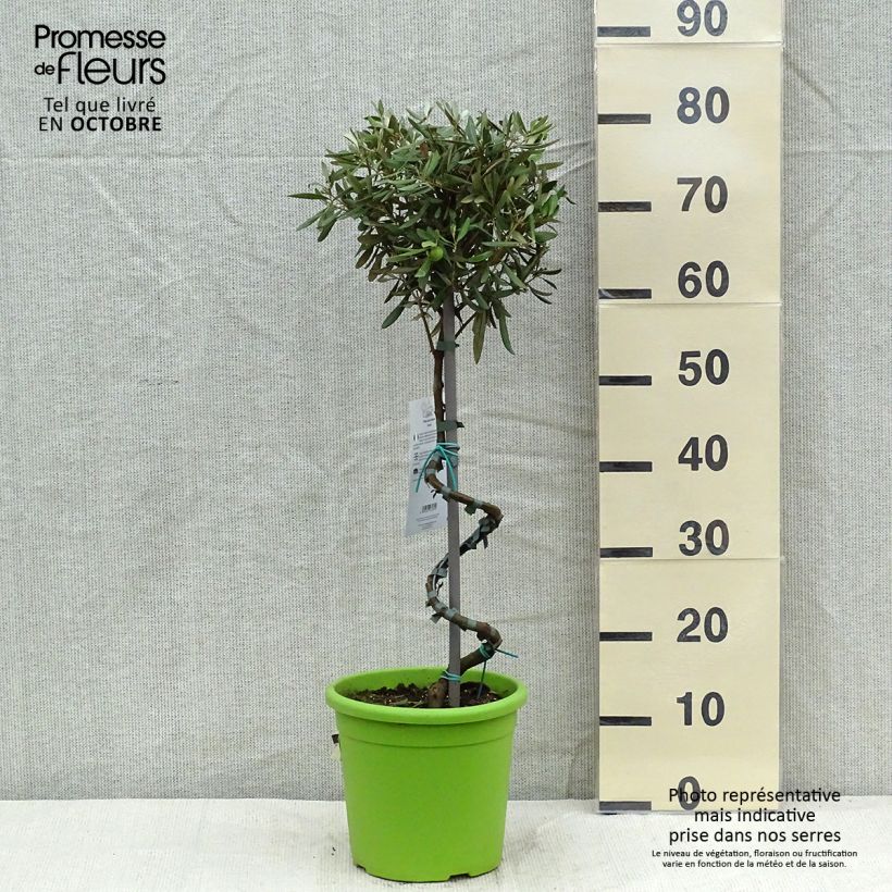 Spécimen de Olivier sur tige - Olea europaea Pot de 4L/5L, Tige, Tronc spiralé tel que livré en automne