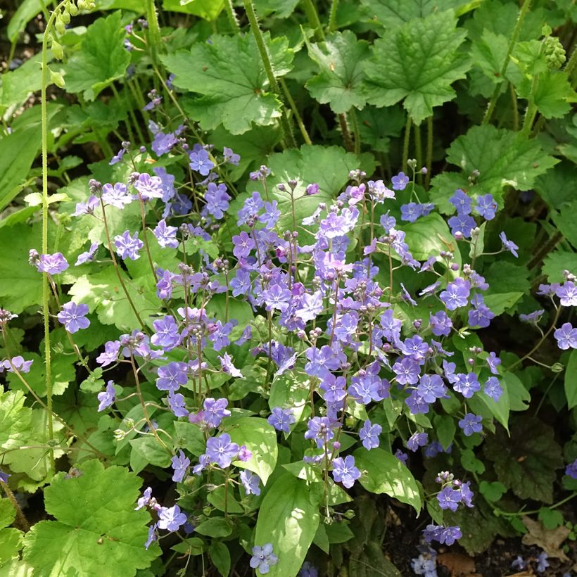 Omphalodes Cappadocica Cherry Ingram (Plant habit)