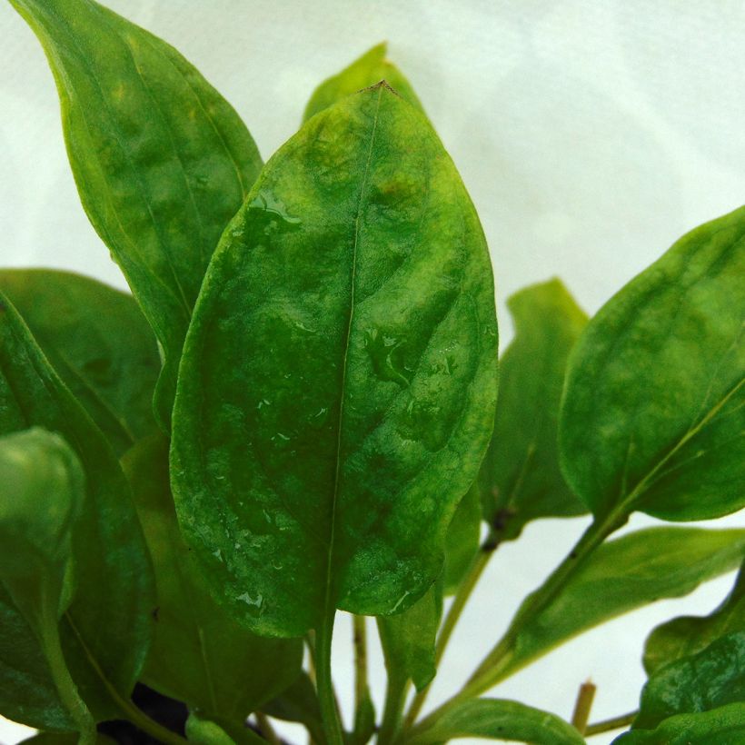 Omphalodes Cappadocica Lilac Mist (Foliage)