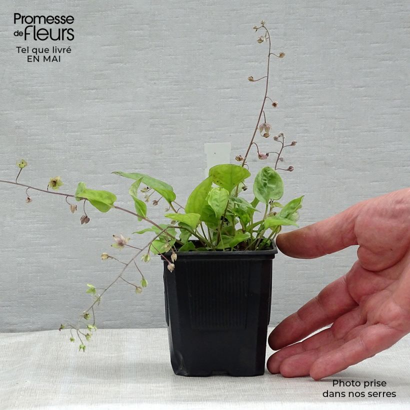 Spécimen de Omphalodes cappadocica Starry Eyes Godet de 8/9 cm tel que livré au printemps