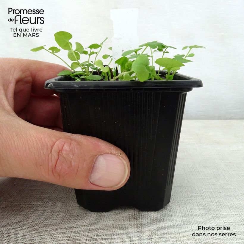 Example of Omphalodes verna Alba - Petite bourrache blanche Godet de 8/9 cm as you get in printemps