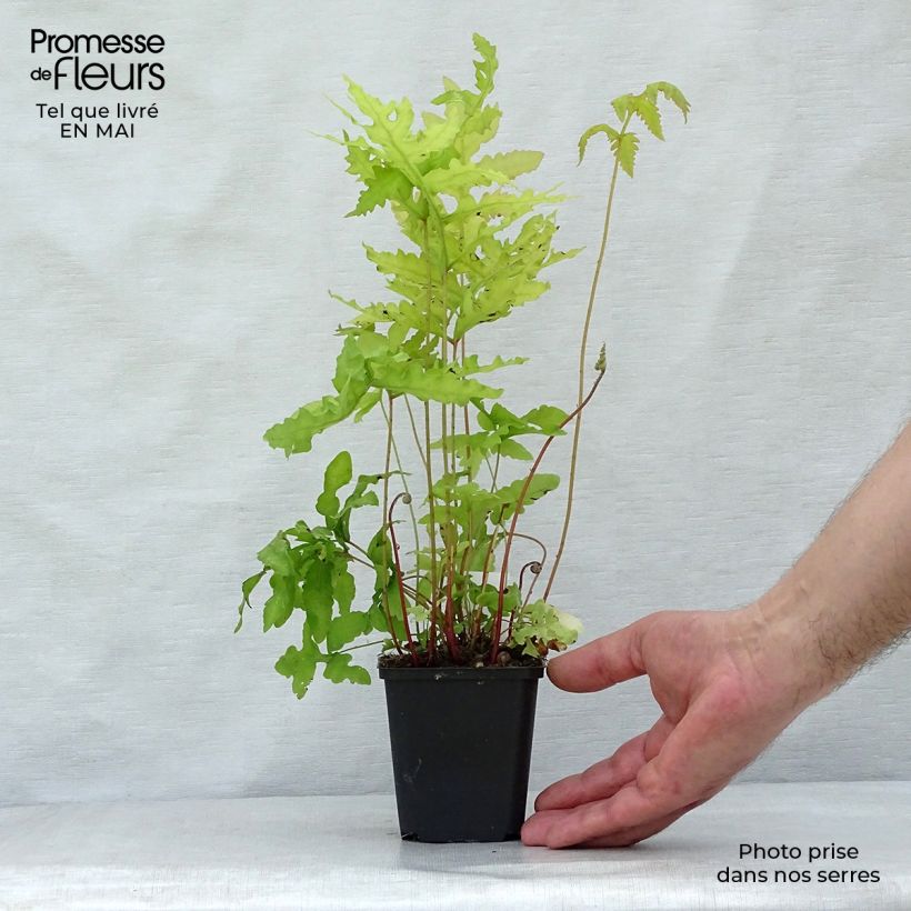 Example of Onoclea sensibilis - Onoclée sensible, fougère Godet de 8/9 cm as you get in printemps