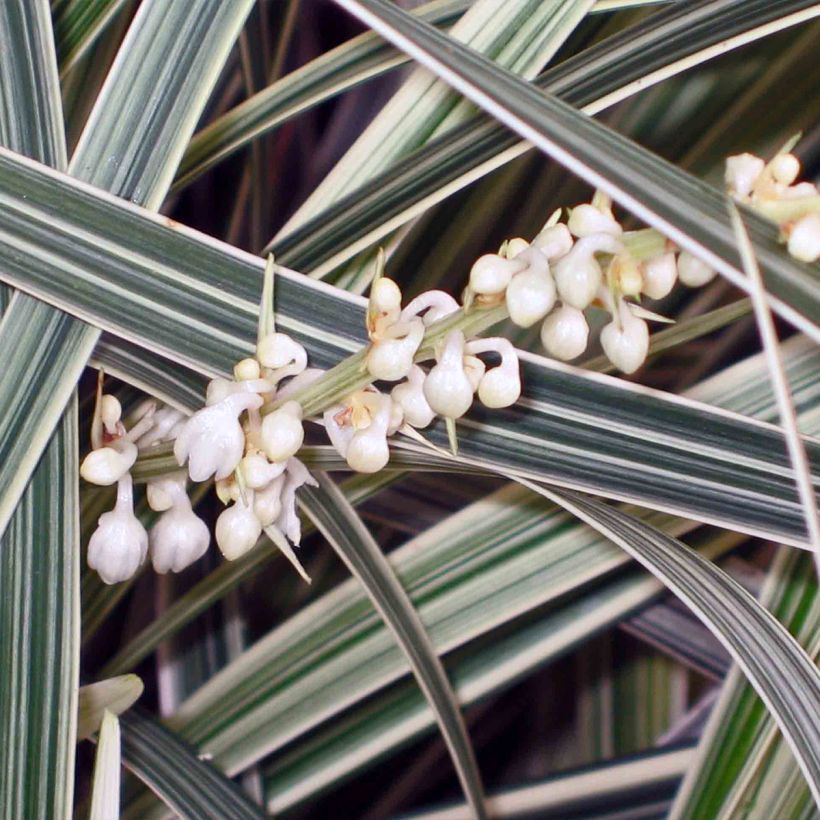 Ophiopogon Albo variegata ou Albovariegatus (Flowering)