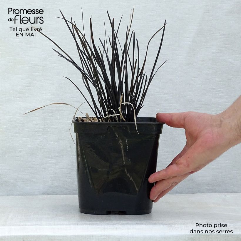 Example of Ophiopogon Hosoba Kokuryu Pot de 2L/3L as you get in printemps