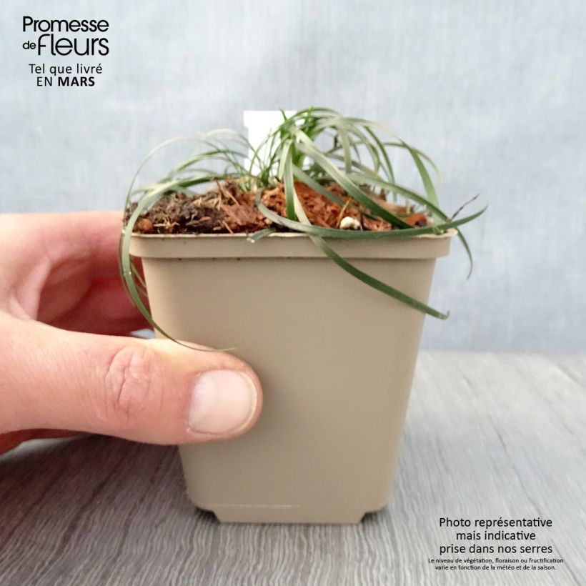 Example of Ophiopogon chingii - Herbe aux turquoises Godet de 8/9 cm as you get in printemps