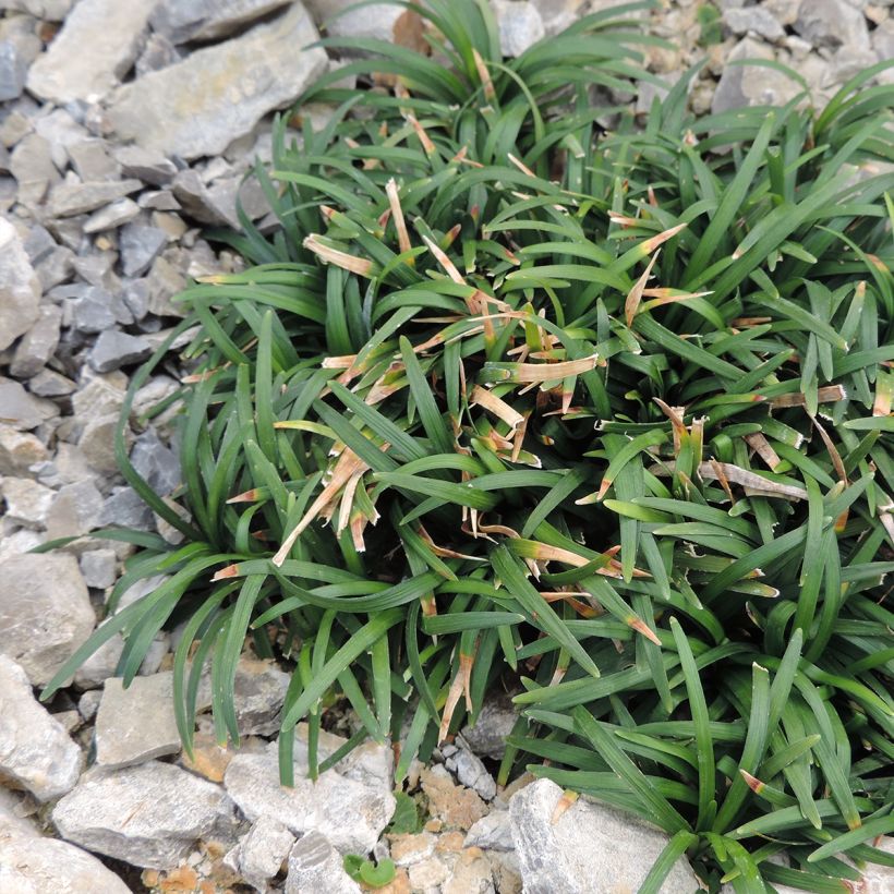 Ophiopogon japonicus Minor - Barbe de serpent ou Herbe aux turquoises (Plant habit)