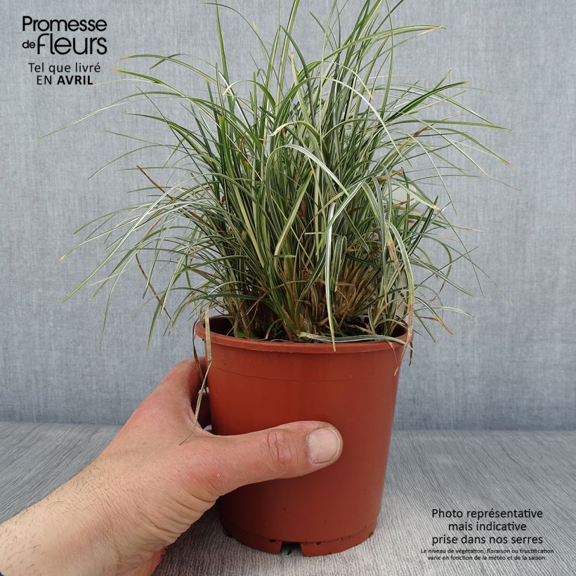 Example of Ophiopogon japonicus Silver Mist - Herbe aux turquoises panachée Pot de 1L/1,5L as you get in printemps
