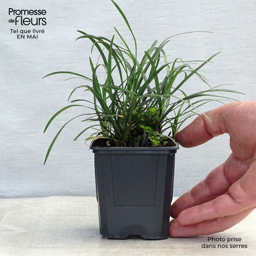 Example of Ophiopogon japonicus Godet de 8/9 cm as you get in printemps