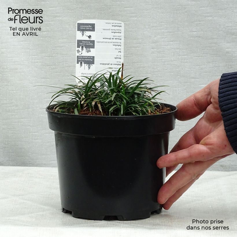 Example of Ophiopogon japonicus Pot de 2L/3L as you get in printemps