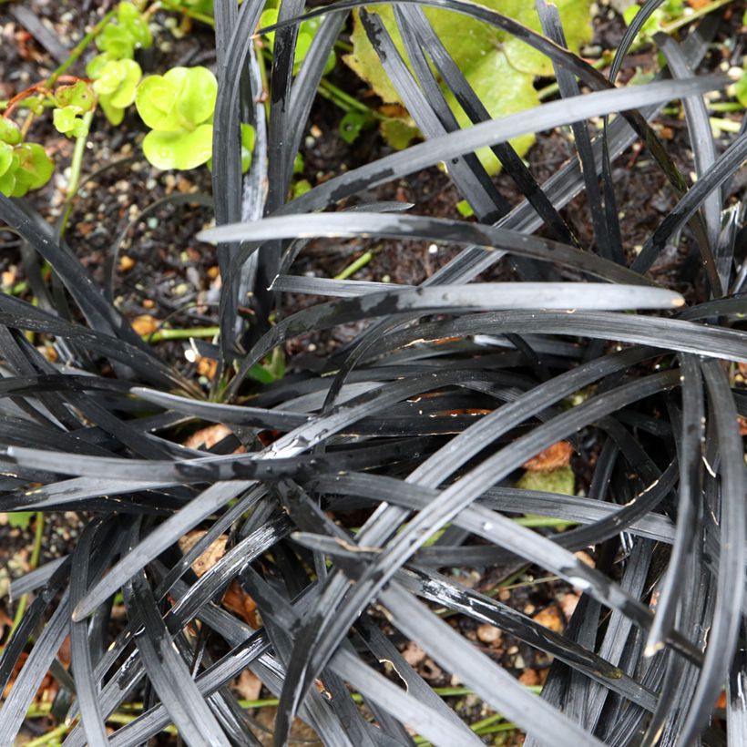Ophiopogon planiscapus Black Dragon (Foliage)