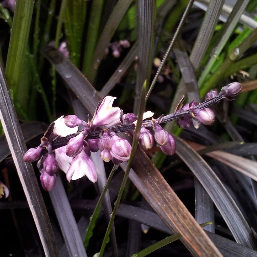 Ophiopogon planiscapus Black Dragon (Flowering)