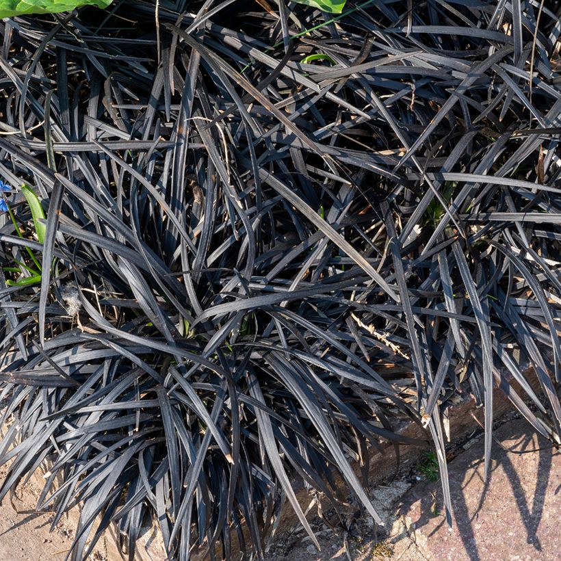Ophiopogon planiscapus Black Dragon (Plant habit)