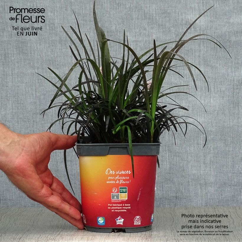 Spécimen de Ophiopogon noir - Ophiopogon planiscapus Nigrescens Pot de 2L/3L tel que livré en été