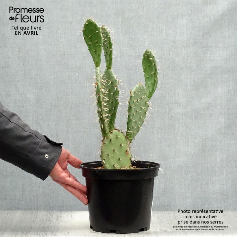 Spécimen de Opuntia Alta - Cactus Pot de 4L/5L tel que livré au printemps