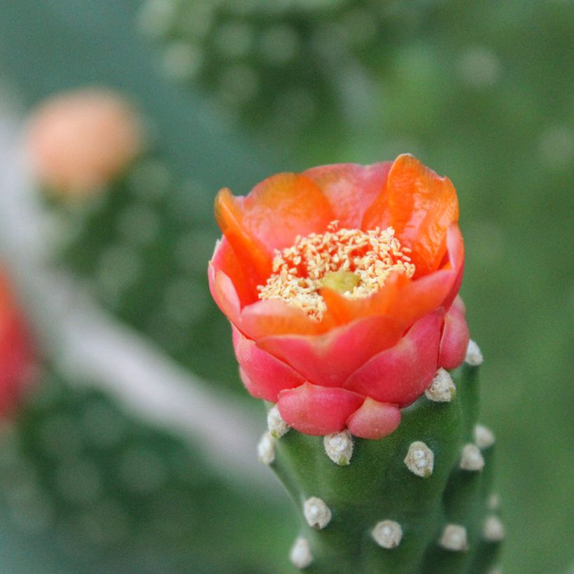 Opuntia aciculata - Cactus raquette (Flowering)