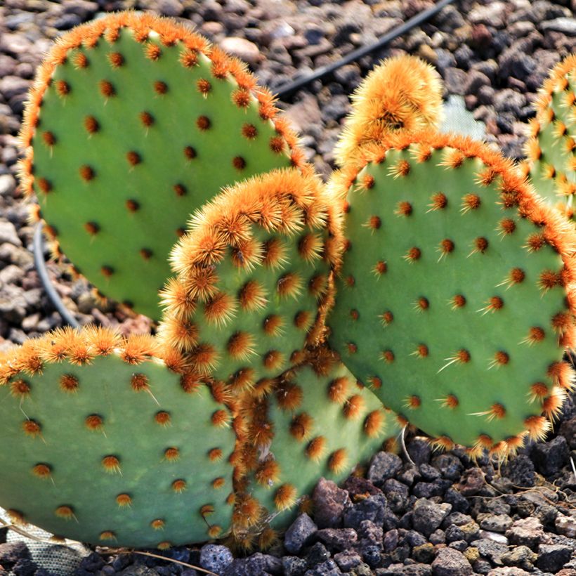 Opuntia aciculata - Cactus raquette (Plant habit)