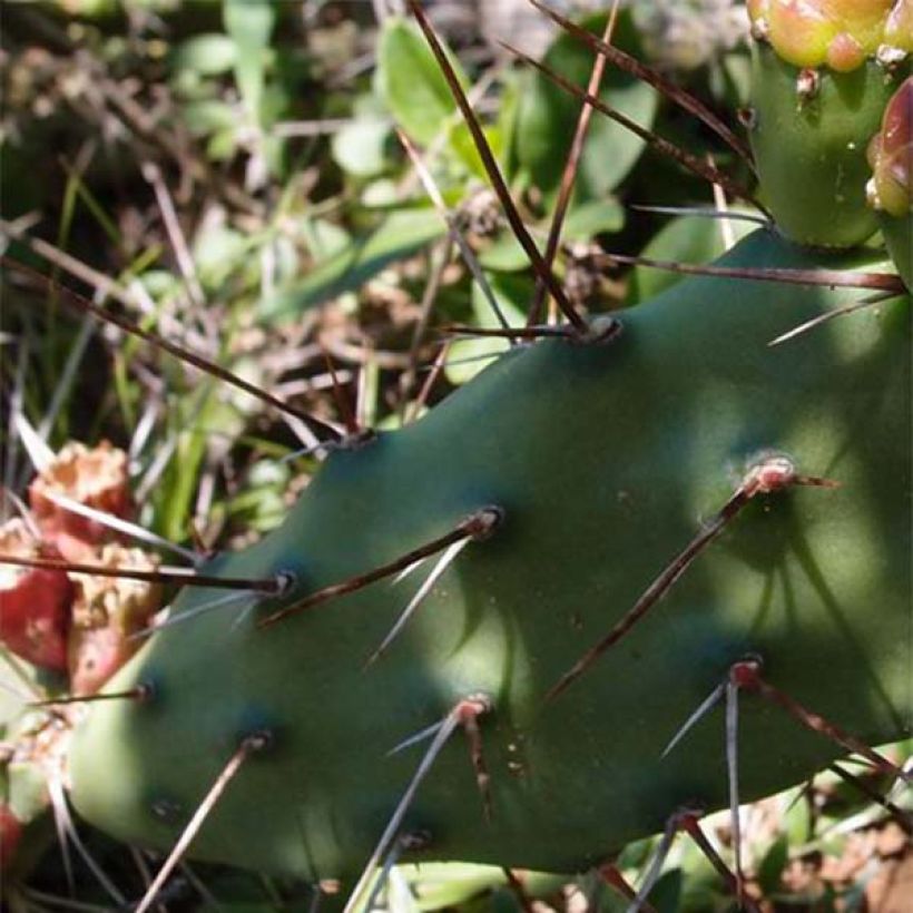 Opuntia anacantha - Oponce (Foliage)