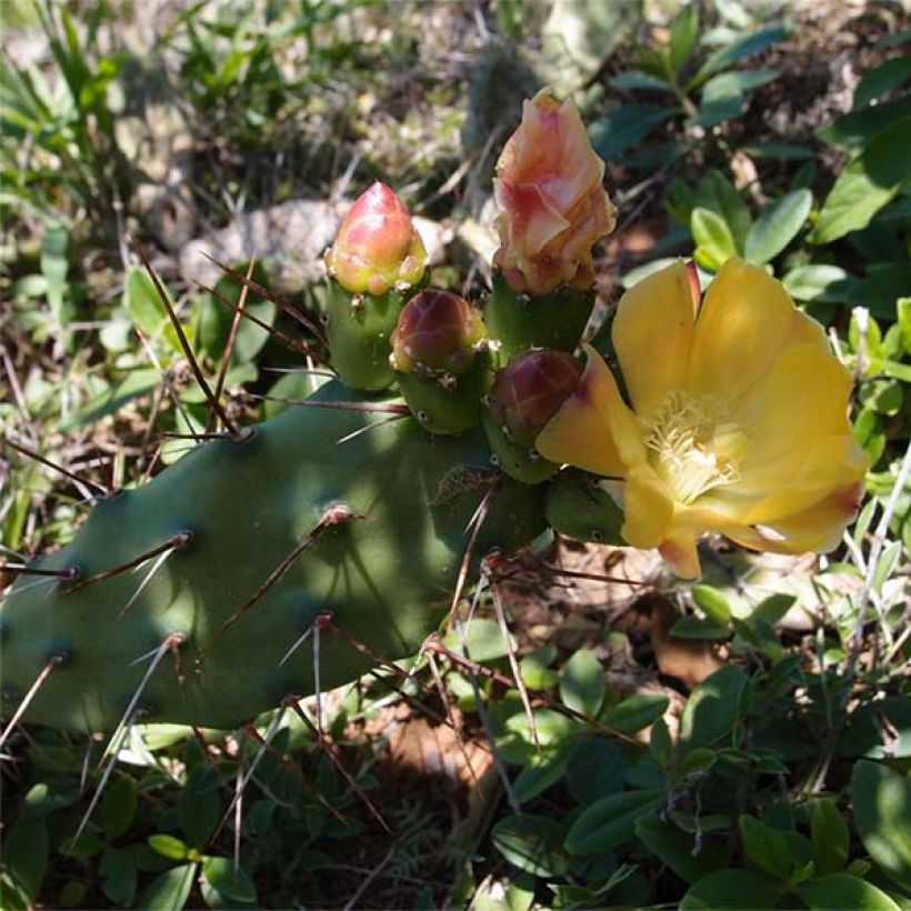 Opuntia anacantha - Oponce (Flowering)