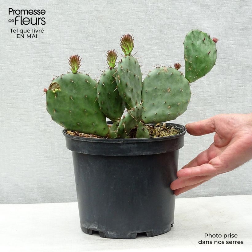 Spécimen de Opuntia atrispina Pot de 4L/5L tel que livré au printemps