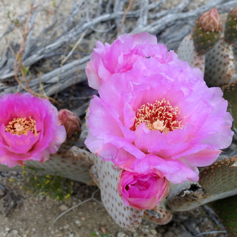 Opuntia basilaris - Cactus raquette (Flowering)