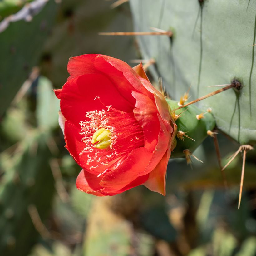 Opuntia bergeriana - Cactus raquette (Flowering)