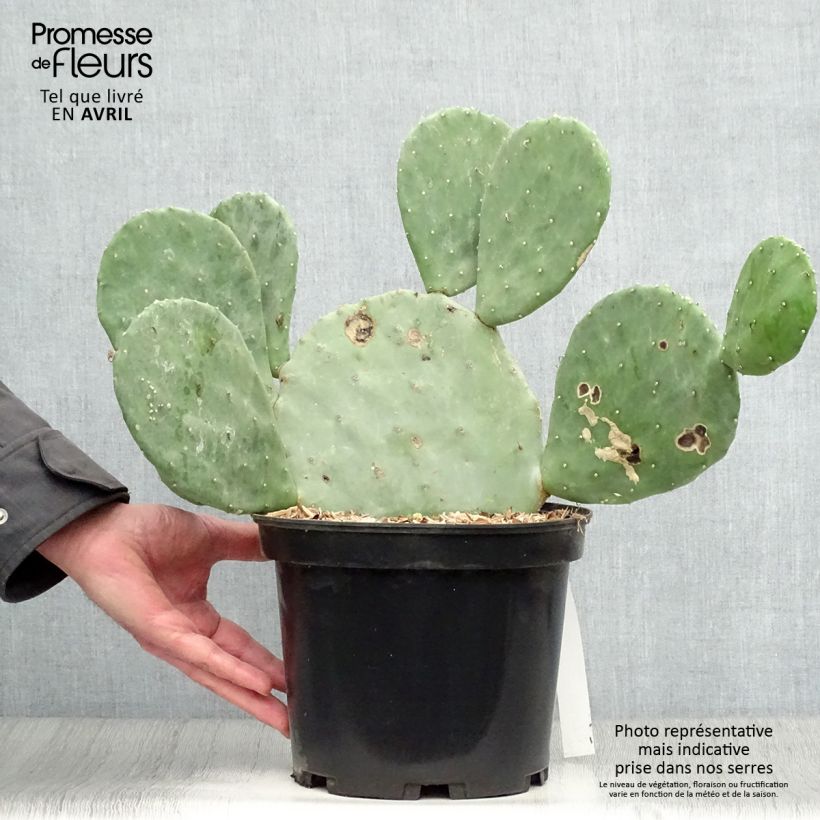 Example of Opuntia cacanapa Ellisiana - Cactus raquette Pot de 4L/5L as you get in printemps