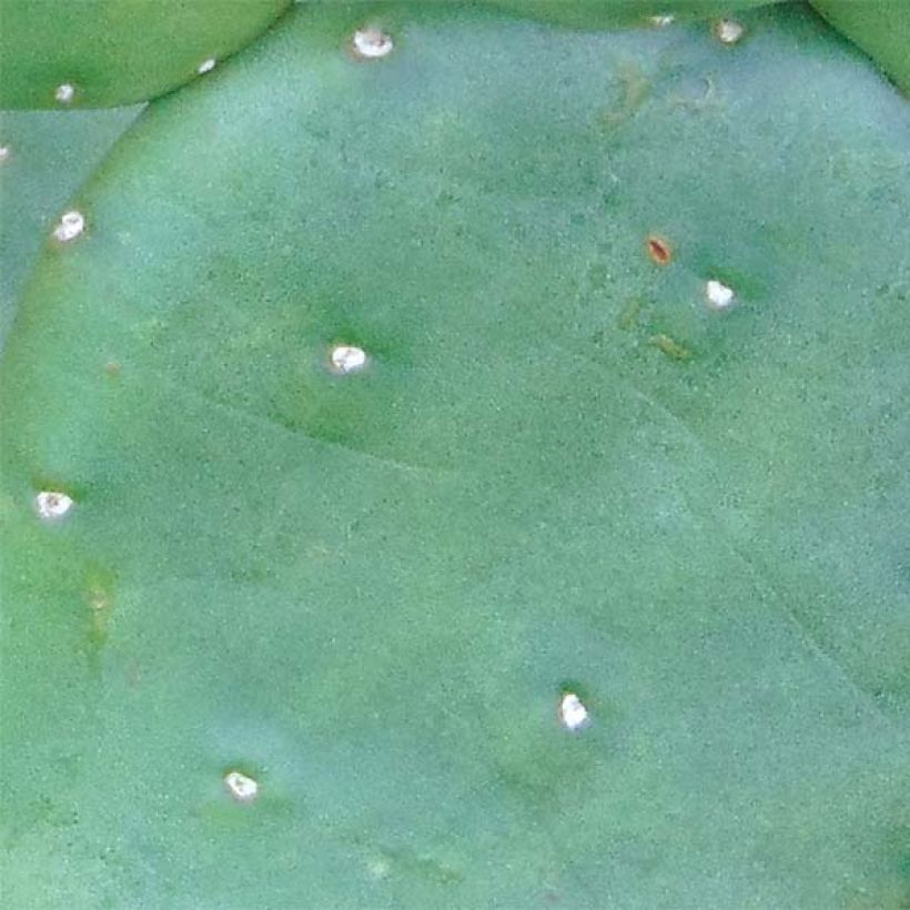 Opuntia compressa Millevaches - Oponce de l'Est. (Foliage)