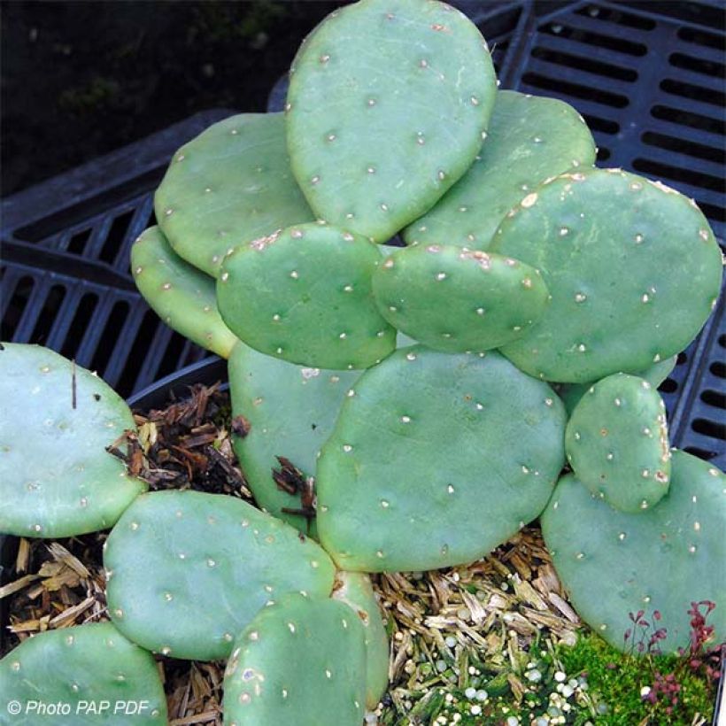 Opuntia compressa Millevaches - Oponce de l'Est. (Plant habit)