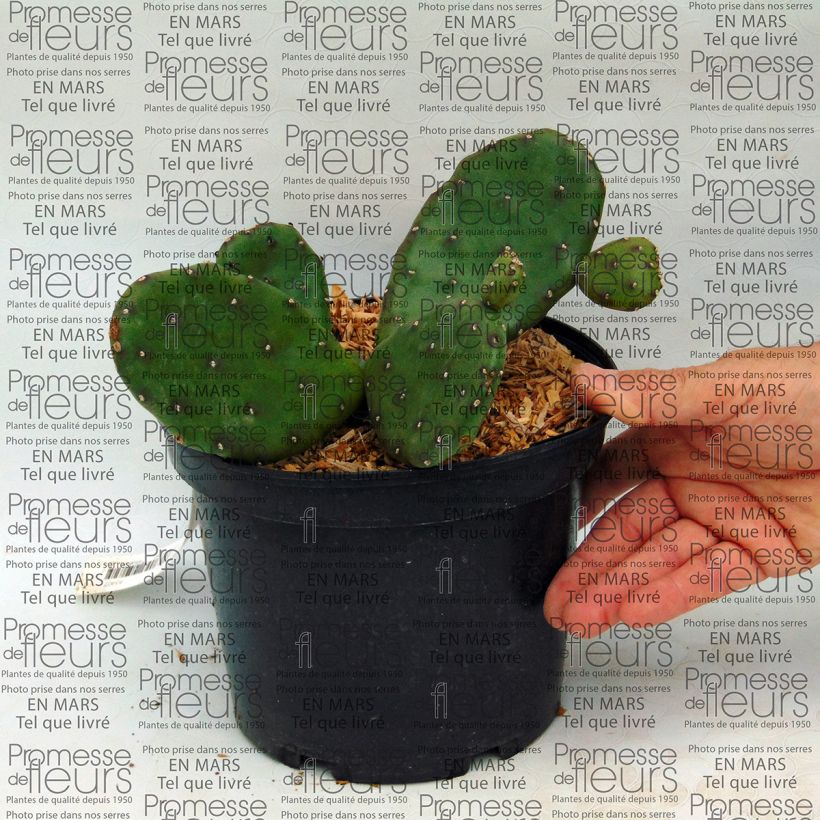 Example of Opuntia compressa Millevaches - Oponce de l'Est. Pot de 2L/3L as you get