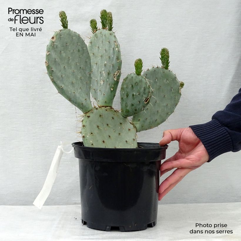Example of Opuntia dulcis - Cactus raquette Pot de 4L/5L as you get in printemps