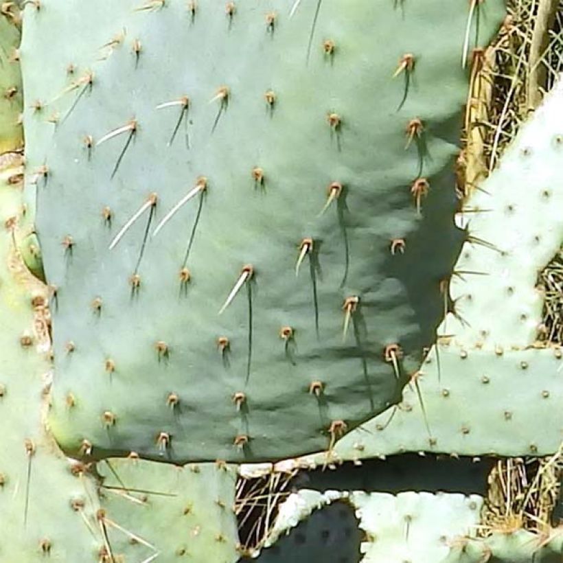 Opuntia engelmannii var. linguiformis - Oponce (Foliage)