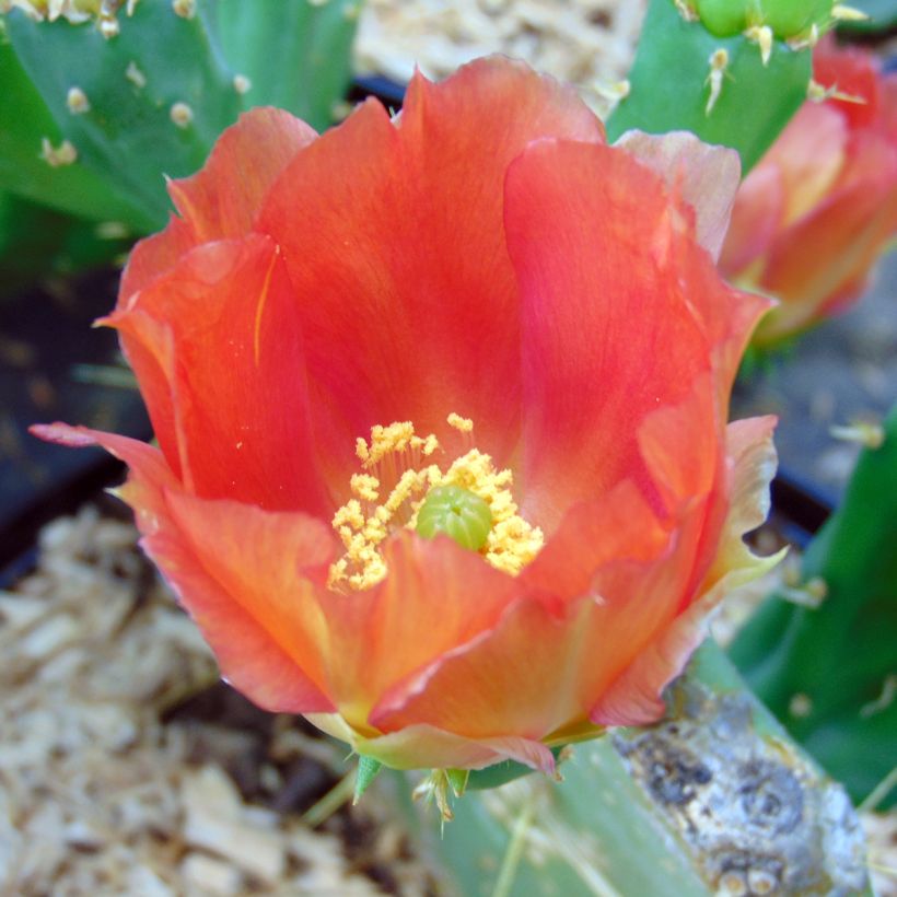 Opuntia engelmannii lindheimeri - Oponce (Flowering)