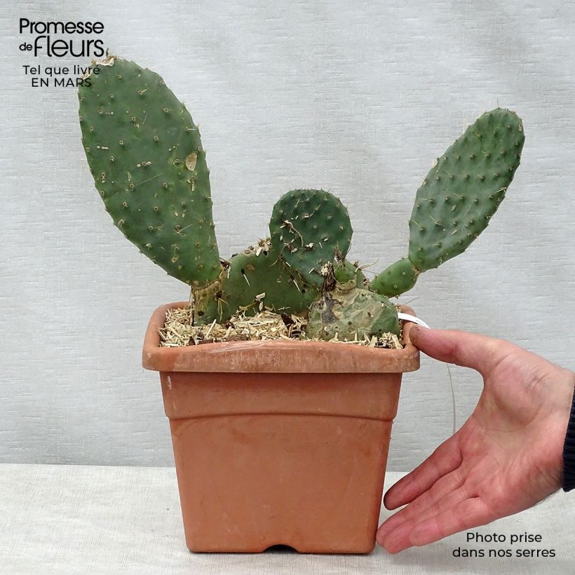 Example of Opuntia engelmannii lindheimeri - Oponce Pot de 4L/5L as you get in printemps