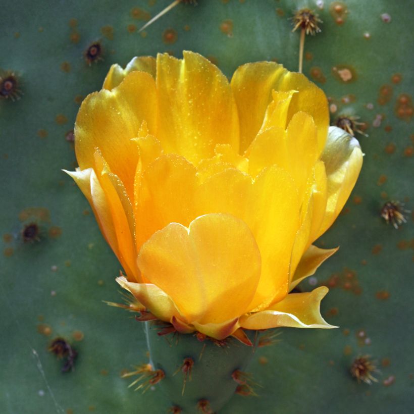 Opuntia engelmannii var. linguiformis - Oponce (Flowering)