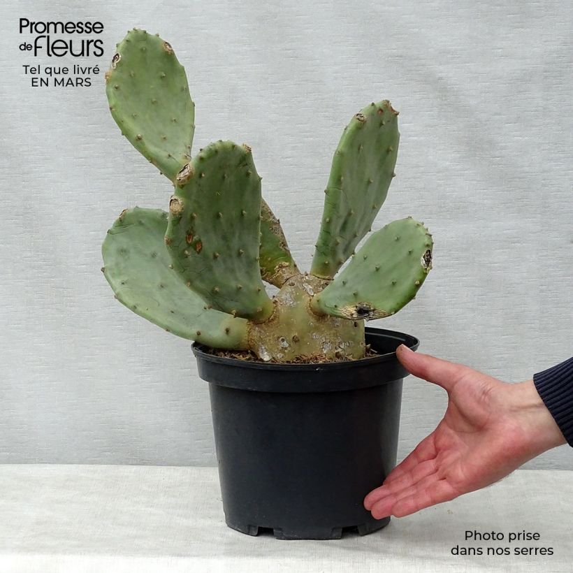Example of Opuntia engelmannii var. rastrera - Oponce Pot de 4L/5L as you get in printemps