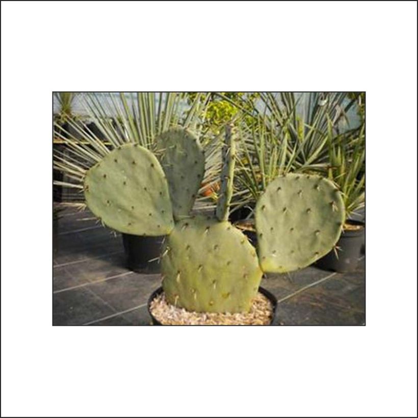 Opuntia gregoriana - Oponce (Plant habit)