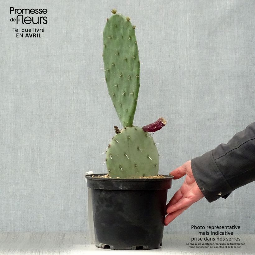 Example of Opuntia gregoriana - Oponce Pot de 4L/5L as you get in printemps