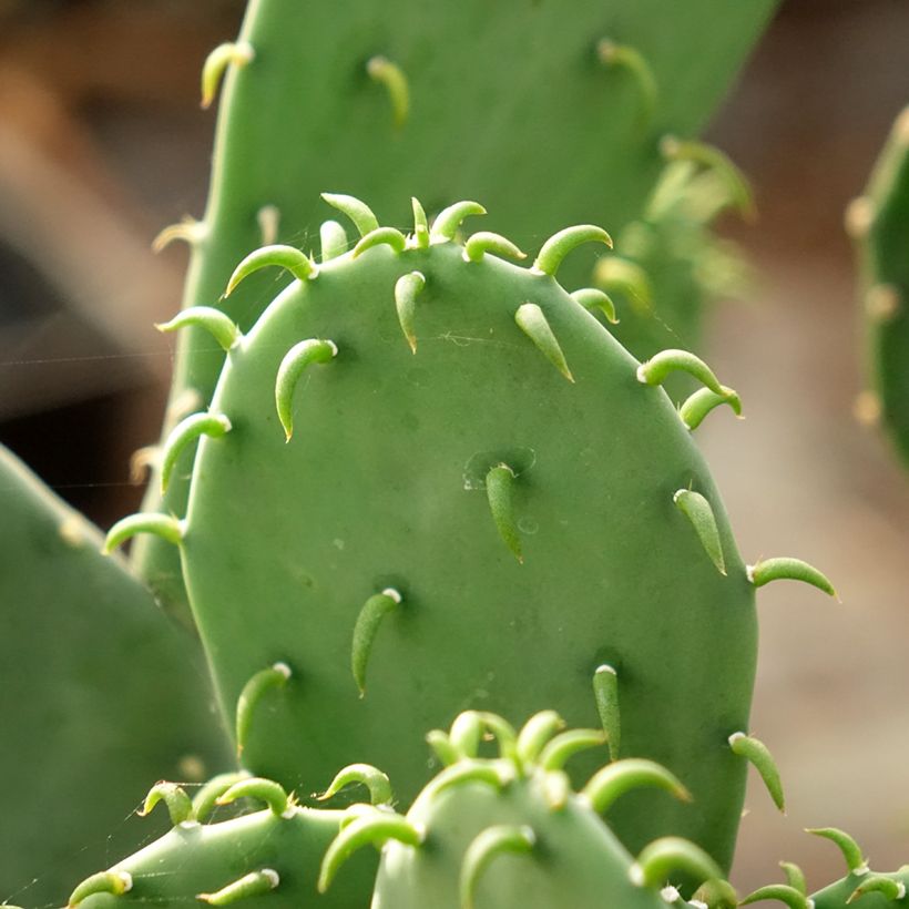 Opuntia laevis - Cactus raquette (Feuillage)