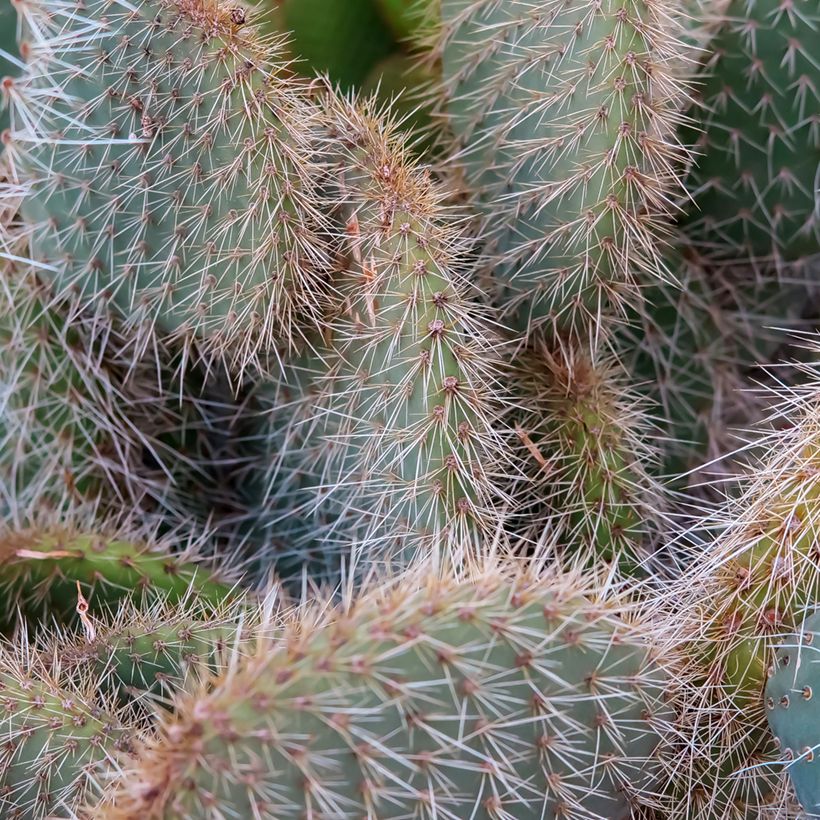 Opuntia leucotricha - Cactus raquette (Feuillage)