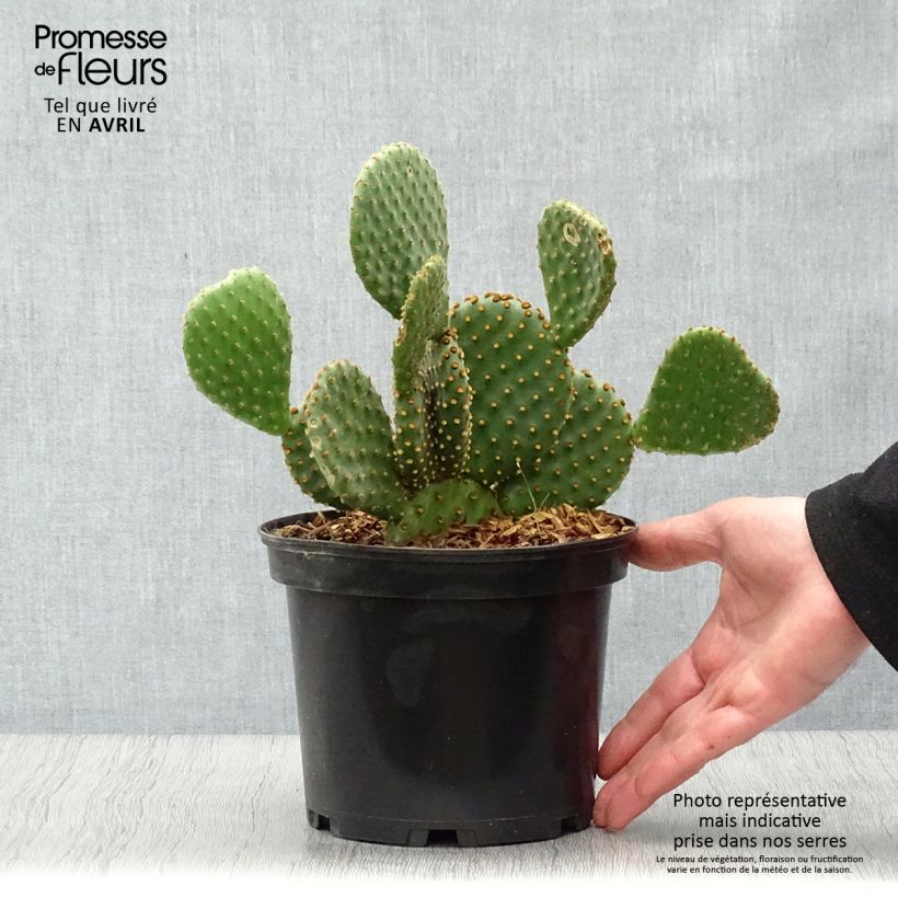 Example of Opuntia lubrica - Cactus raquette Pot de 3L/4L as you get in printemps