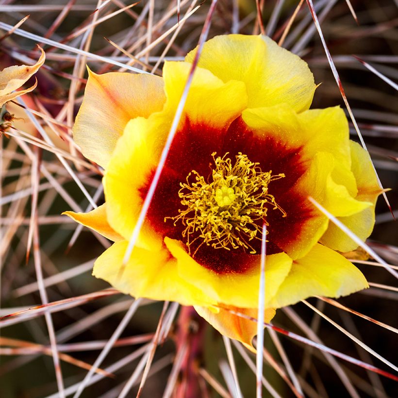 Opuntia macrocentra - Cactus raquette (Flowering)