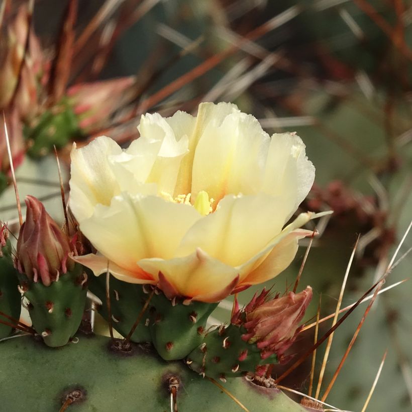 Opuntia macrocentra - Cactus raquette (Floraison)