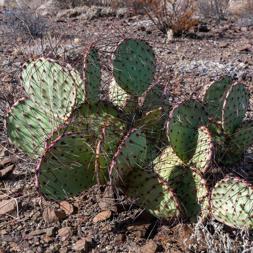 Opuntia macrocentra (épines noires) - Cactus raquette (Plant habit)