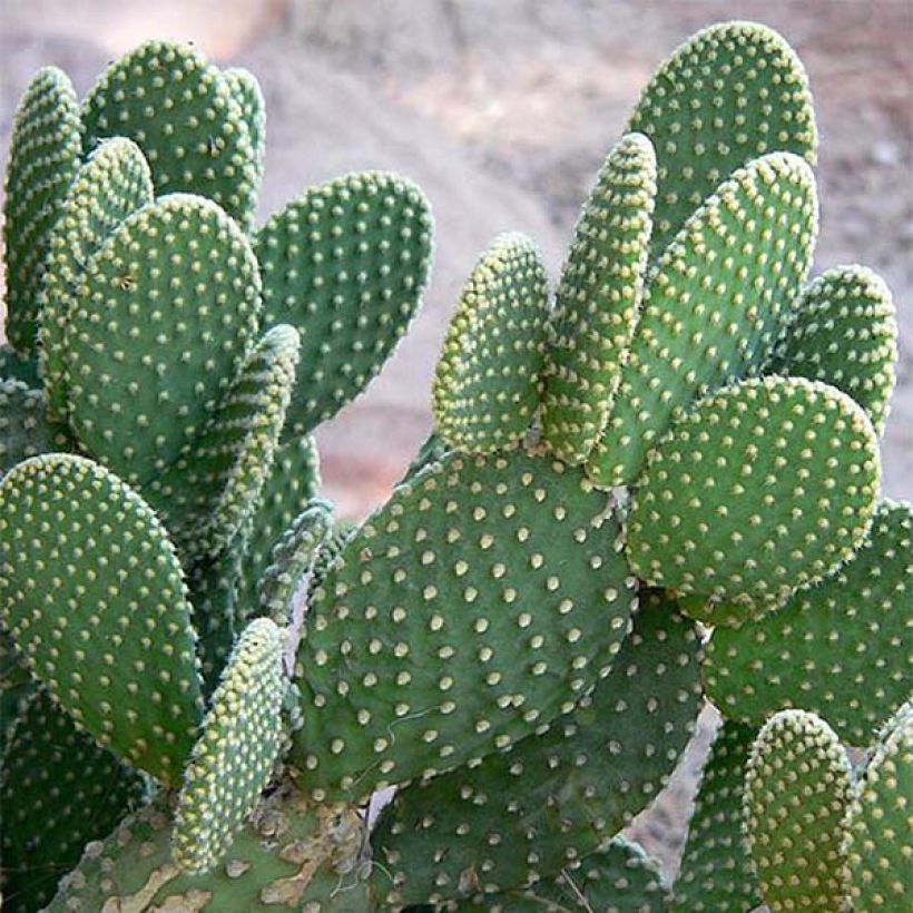 Opuntia microdasys - Oponce (Foliage)
