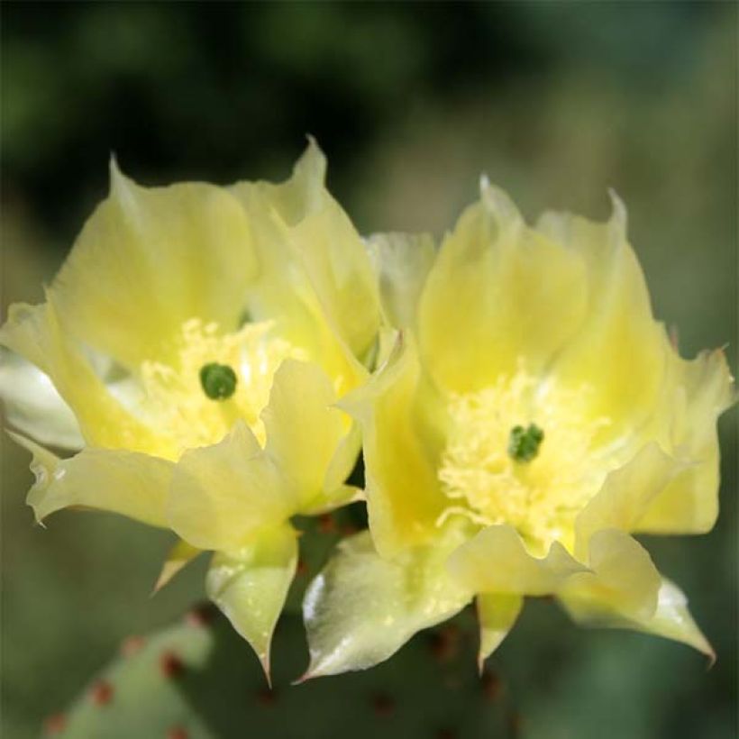 Opuntia microdasys - Oponce (Flowering)