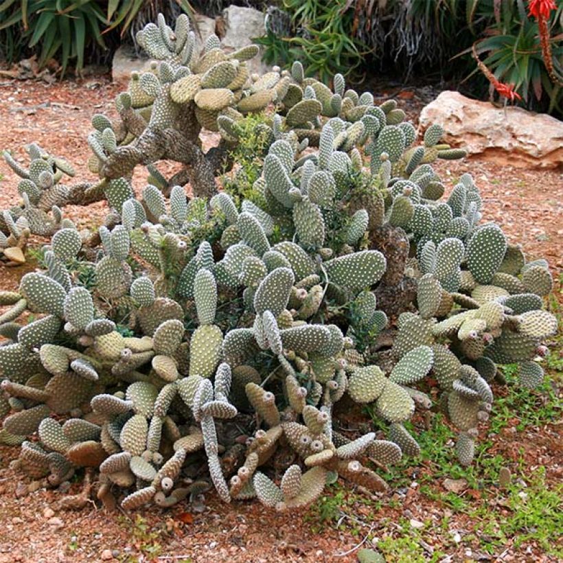 Opuntia microdasys - Oponce (Plant habit)