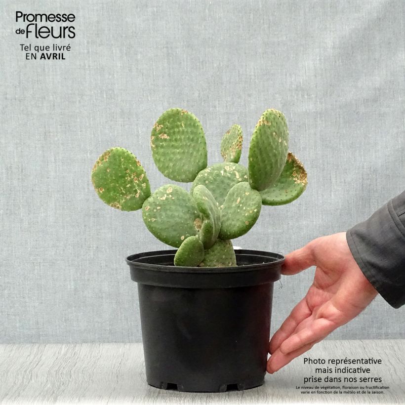 Example of Opuntia microdasys Caress - Cactus raquette Pot de 3L/4L as you get in printemps