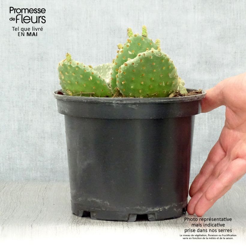 Example of Opuntia microdasys - Oponce Pot de 2L/3L as you get in printemps