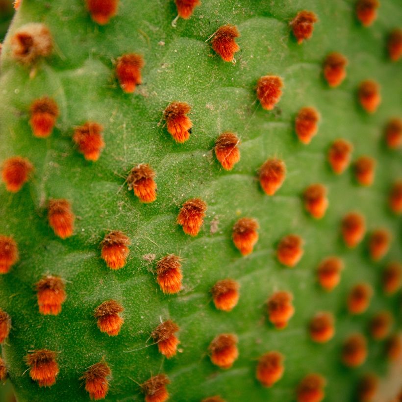 Opuntia microdasys var. rufida - Cactus raquette (Foliage)