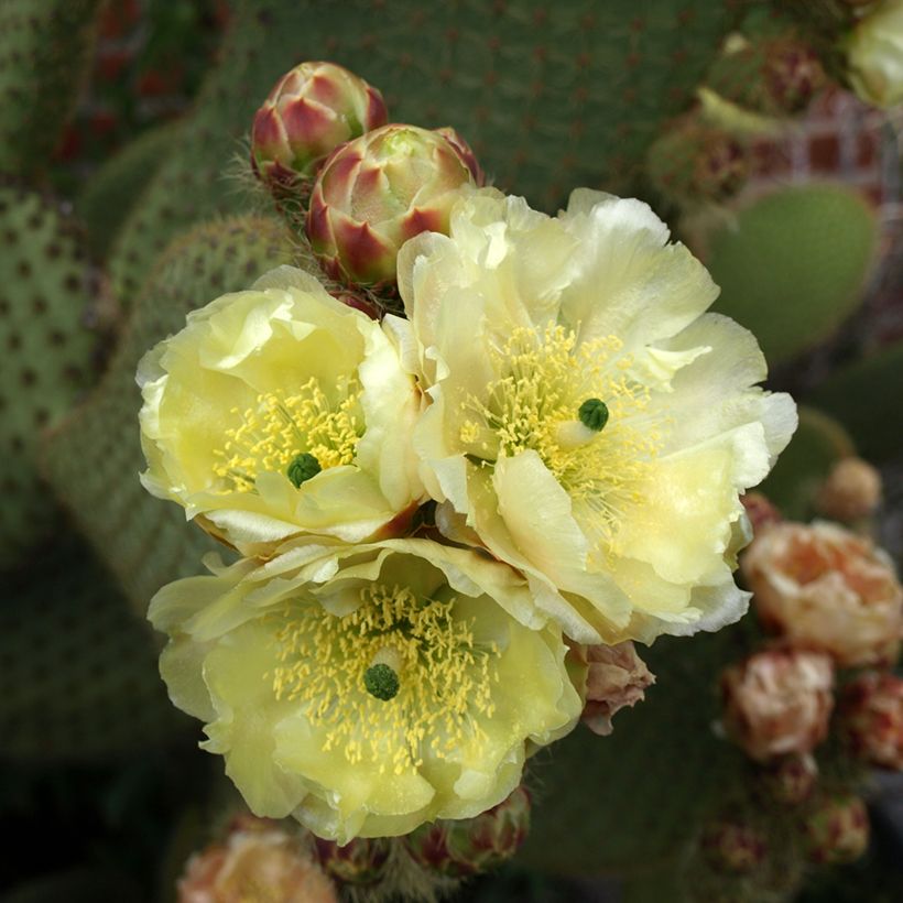 Opuntia microdasys var. rufida - Cactus raquette (Flowering)